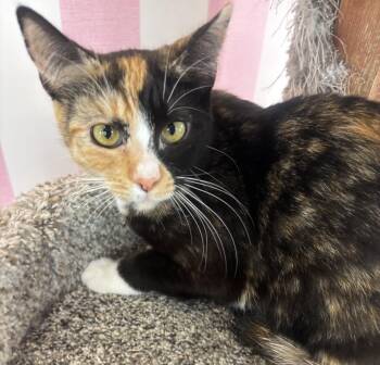 Calico Cats Available for Adoption - Lillie | PetCurious