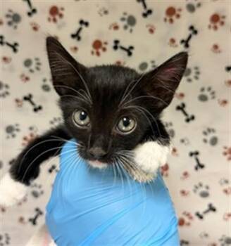 A1934678 -  Domestic Short Hair Cat for Adoption in Riverside, California - A1934678 | PetCurious