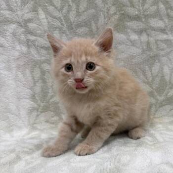 Domestic Short Hair Cats Available for Adoption in Tampa, Florida - Vega | PetCurious