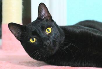 Domestic Short Hair Cats Available for Adoption in Columbia, South Carolina - Pluto | PetCurious