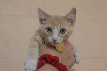 Haaland -  Tabby and Domestic Short Hair Cat for Adoption in Mountain Home, Arkansas - Haaland | PetCurious