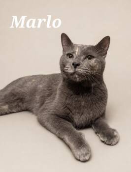 Marlo -  Dilute Tortoiseshell Cat for Adoption in Monroeville, Pennsylvania - Marlo | PetCurious