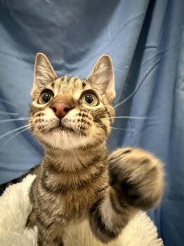 Bengal and Tabby Cats Available for Adoption - Mako | PetCurious