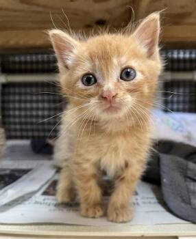 Kitten 27853 (Rigatoni) -  Tabby Cat for Adoption in Parlier, California - Kitten 27853 (Rigatoni) | PetCurious
