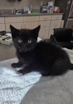 Fettuccine -  Domestic Short Hair Cat for Adoption in Westland, Michigan - Fettuccine | PetCurious