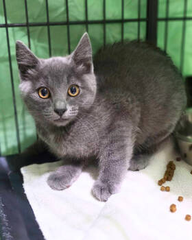 Rescue Domestic Short Hair Cats for Adoption in Novato, California - Fauna | PetCurious