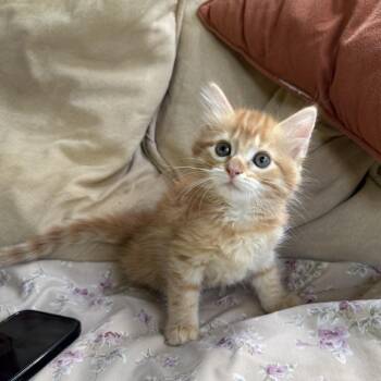 Domestic Long Hair Cats Available for Adoption in Williston, Florida - Samara | PetCurious