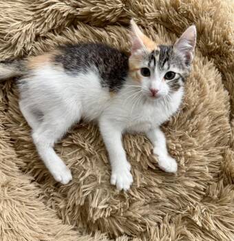 Domestic Short Hair Cats Available for Adoption in Chicago, Illinois - Roxie | PetCurious