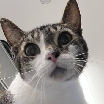 Domestic Short Hair Cats Available for Adoption in New York, New York - Luna | PetCurious