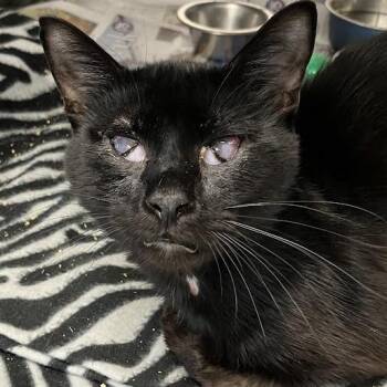 Bear -  Domestic Short Hair Cat for Adoption in Dekalb, Illinois - Bear | PetCurious