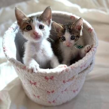 Persimmon 24 -  Domestic Short Hair Cat for Adoption in Austin, Texas - Persimmon 24 | PetCurious