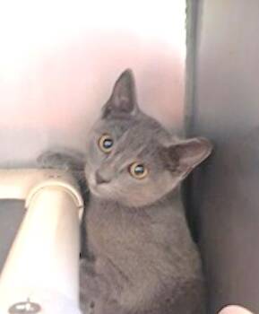 Clubs -  Domestic Short Hair Cat for Adoption in Marshall, North Carolina - Clubs | PetCurious