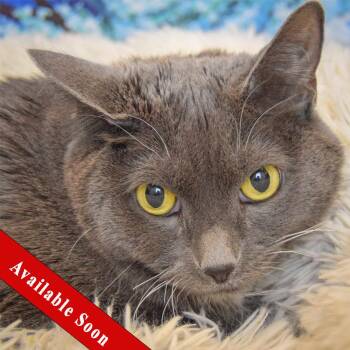 Russian Blue and Domestic Short Hair Cats Available for Adoption - Kiki | PetCurious