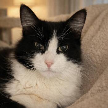 Domestic Medium Hair Cats Available for Adoption - Felix | PetCurious