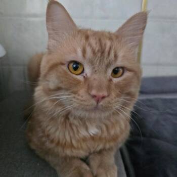 Oscar -  Domestic Medium Hair Cat for Adoption in Baker City, Oregon - Oscar | PetCurious