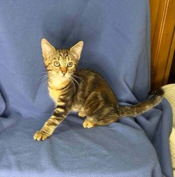 Samantha -  Domestic Short Hair Cat for Adoption in Portland, Oregon - Samantha | PetCurious
