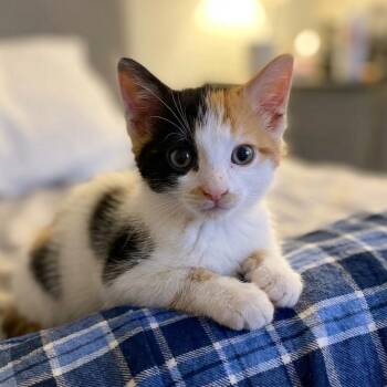 Siamese Cats Available for Adoption - Savannah, Seattle,  Syracuse | PetCurious