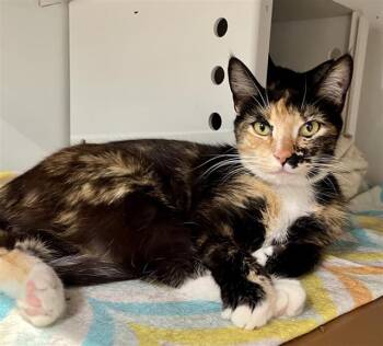 VERONIKA -  Domestic Short Hair Cat for Adoption in San Francisco, California - VERONIKA | PetCurious