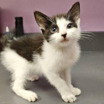 Moo -  Domestic Short Hair Cat for Adoption in Cedar Rapids, Iowa - Moo | PetCurious