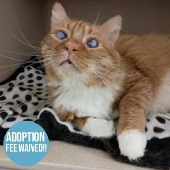 Domestic Long Hair Cats Available for Adoption in Sacramento, California - Sunshine | PetCurious