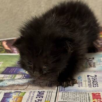 Rescue Domestic Short Hair Cats for Adoption in Yuma, Arizona - Neptune | PetCurious