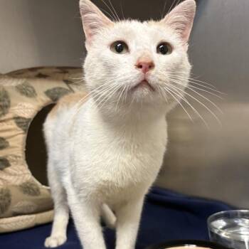 Larry -  Domestic Short Hair Cat for Adoption in Harrisonburg, Virginia - Larry | PetCurious