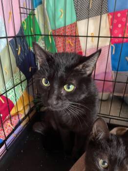 Fendi -  Domestic Short Hair Cat for Adoption in Island Lake, Illinois - Fendi | PetCurious