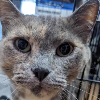 Smokey -  Domestic Short Hair Cat for Adoption in Spokane, Washington - Smokey | PetCurious