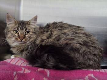 Domestic Long Hair Cats Available for Adoption in Norco, California - FRANCESCA | PetCurious