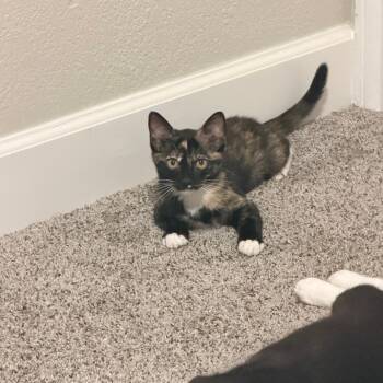 Fern -  Domestic Medium Hair Cat for Adoption in Plano, Texas - Fern | PetCurious