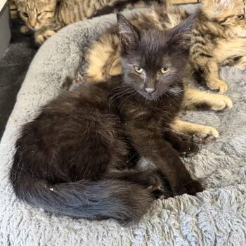 Artemis -  Maine Coon and Domestic Long Hair Cat for Adoption in Williamsville, New York - Artemis | PetCurious