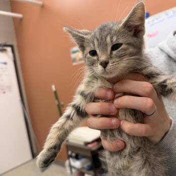 Domestic Short Hair Cats Available for Adoption in Detroit Lakes, Minnesota - Drift | PetCurious