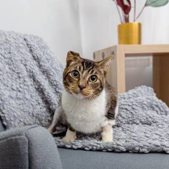 Domestic Short Hair Cats Available for Adoption in Los Angeles, California - Cobalt | PetCurious