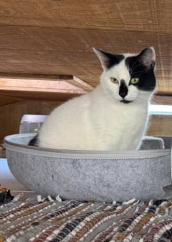 Harper -  Domestic Short Hair Cat for Adoption in Coatesville, Pennsylvania - Harper | PetCurious