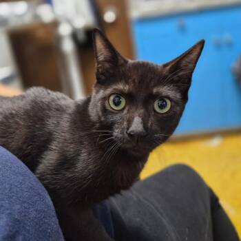 Pumpkin -  Domestic Short Hair Cat for Adoption in Wahiawa, Hawaii - Pumpkin | PetCurious
