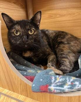 Halloween -  Domestic Short Hair Cat for Adoption in Medina, Ohio - Halloween | PetCurious