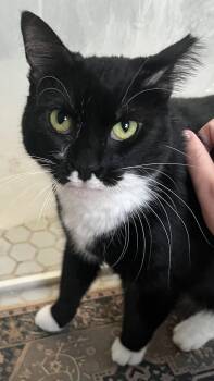 Cricket -  Domestic Short Hair Cat for Adoption in Lemoyne, Pennsylvania - Cricket | PetCurious
