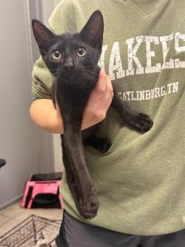 Kestrel -  Domestic Short Hair Cat for Adoption in Sorrento, Louisiana - Kestrel | PetCurious