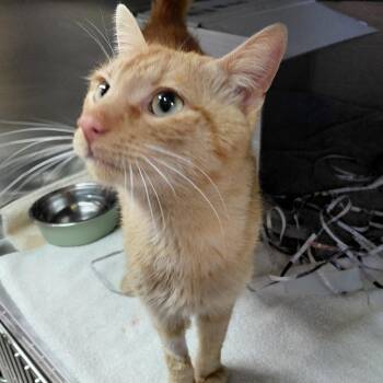 Domestic Short Hair Cats Available for Adoption - Cupid | PetCurious