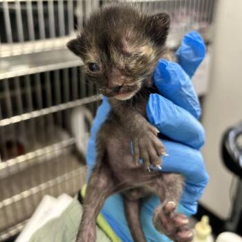 Domestic Short Hair Cats Available for Adoption in Kanab, Utah - La Jolla | PetCurious