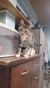 Domestic Short Hair Cats Available for Adoption - Danica | PetCurious