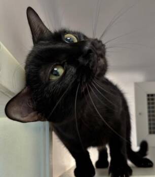 Pixel 981-26 -  Domestic Short Hair Cat for Adoption in Cumming, Georgia - Pixel 981-26 | PetCurious