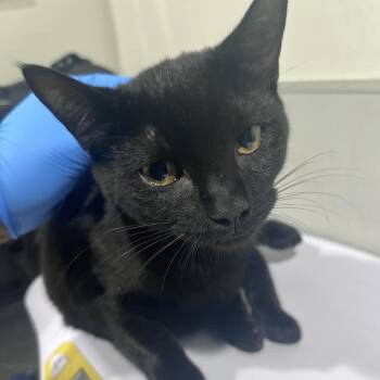 Dream -  Domestic Short Hair Cat for Adoption in Tampa, Florida - Dream | PetCurious