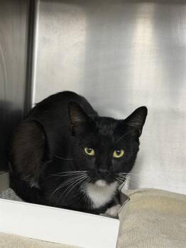 A186032 -  Domestic Short Hair Cat for Adoption in Pasadena, Texas - A186032 | PetCurious