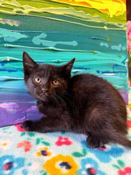 Rescue Domestic Short Hair Cats for Adoption in Effingham, Illinois - Zoey | PetCurious