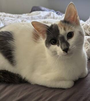 Domestic Short Hair Cats Available for Adoption in Holbrook, New York - DIOR | PetCurious