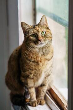Hummingbird -  Torbie Cat Available for Adoption in Lampasas, Texas - Hummingbird | PetCurious