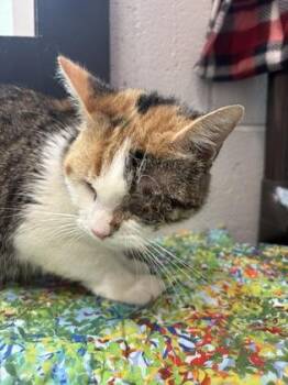 Cleo -  Domestic Short Hair Cat for Adoption in West Chester, Pennsylvania - Cleo | PetCurious