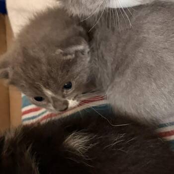 Jupiter -  Domestic Short Hair Cat for Adoption in Fairfax, Virginia - Jupiter | PetCurious