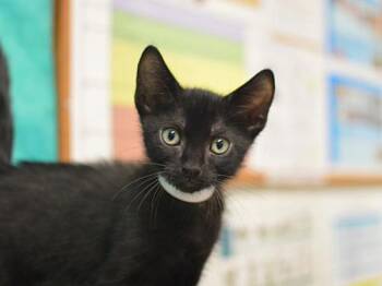 Rigatoni -  Domestic Short Hair Cat for Adoption in Portland, Oregon - Rigatoni | PetCurious